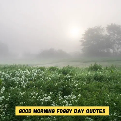 Good Morning Foggy Day Quotes