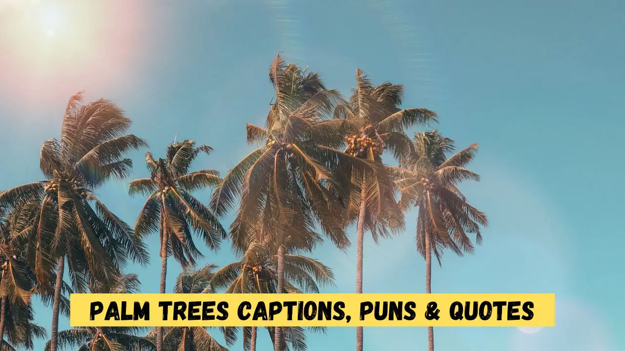 Palm Trees Captions, Puns & Quotes