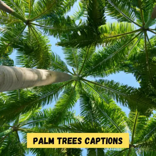 Palm Trees Captions