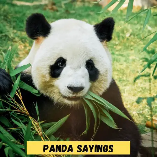 Panda Sayings
