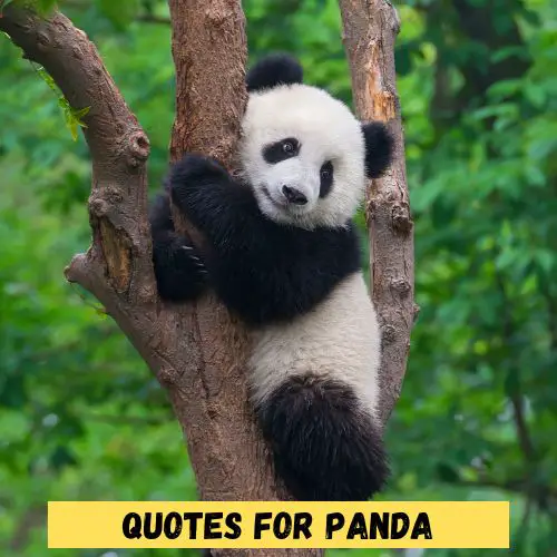 Quotes for Panda