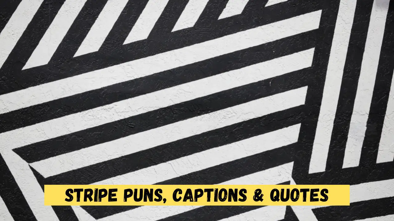 Stripe Puns, Captions & Quotes