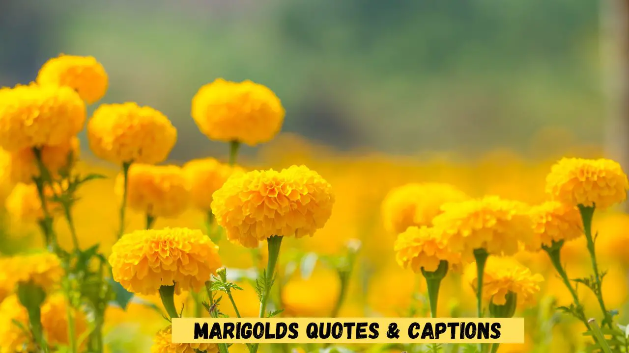 Marigolds Quotes & Captions