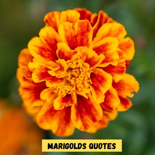 Marigolds Quotes