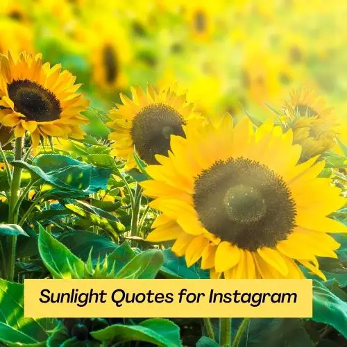 sunlight quotes for instagram