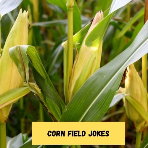 Corn Field Jokes