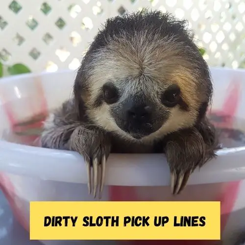 Dirty Sloth Pick Up Lines