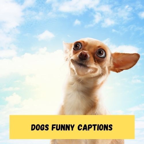 Dogs Funny Captions