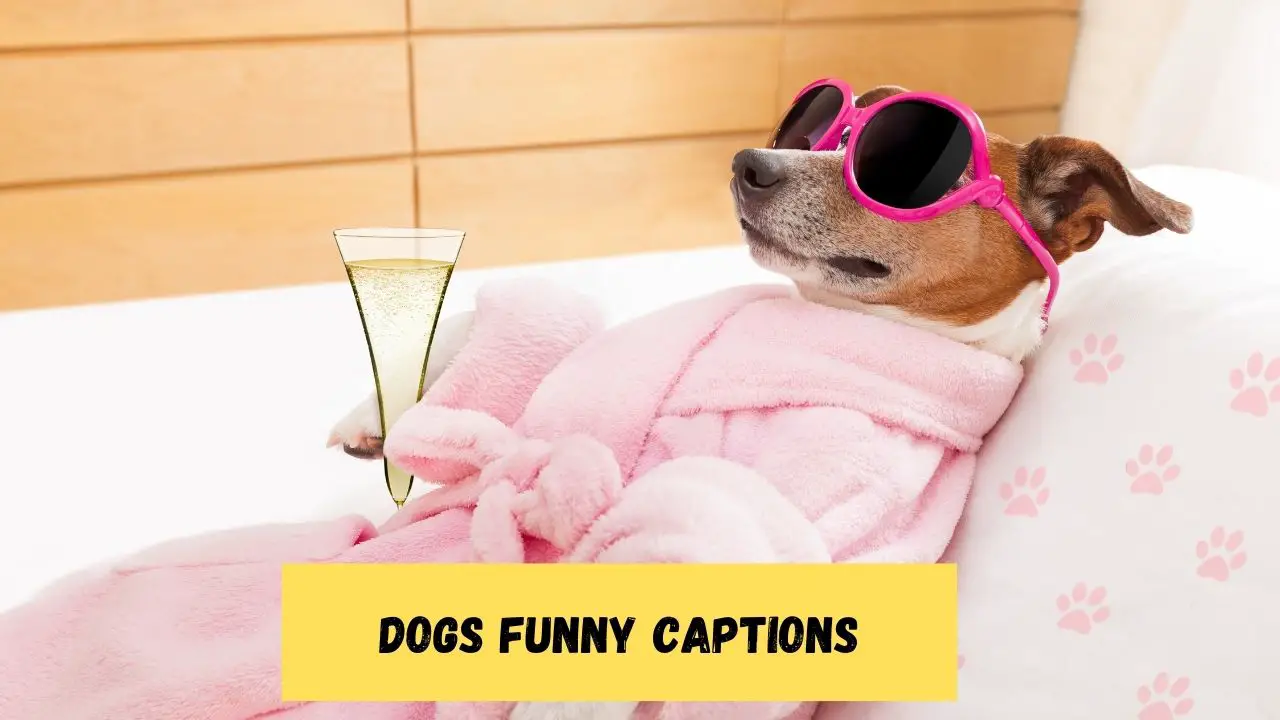 Dogs Funny Captions