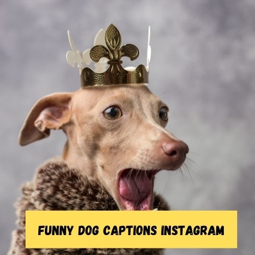 Funny Dog Captions Instagram