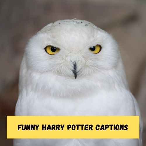 Funny Harry Potter Captions