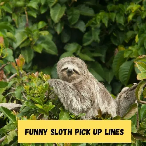 Funny Sloth Pick Up Lines