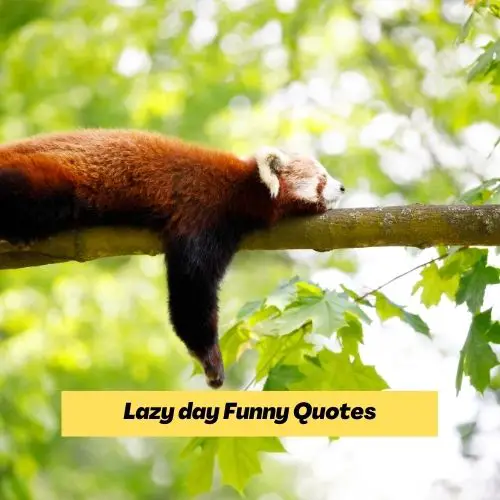 Lazy day funny quotes