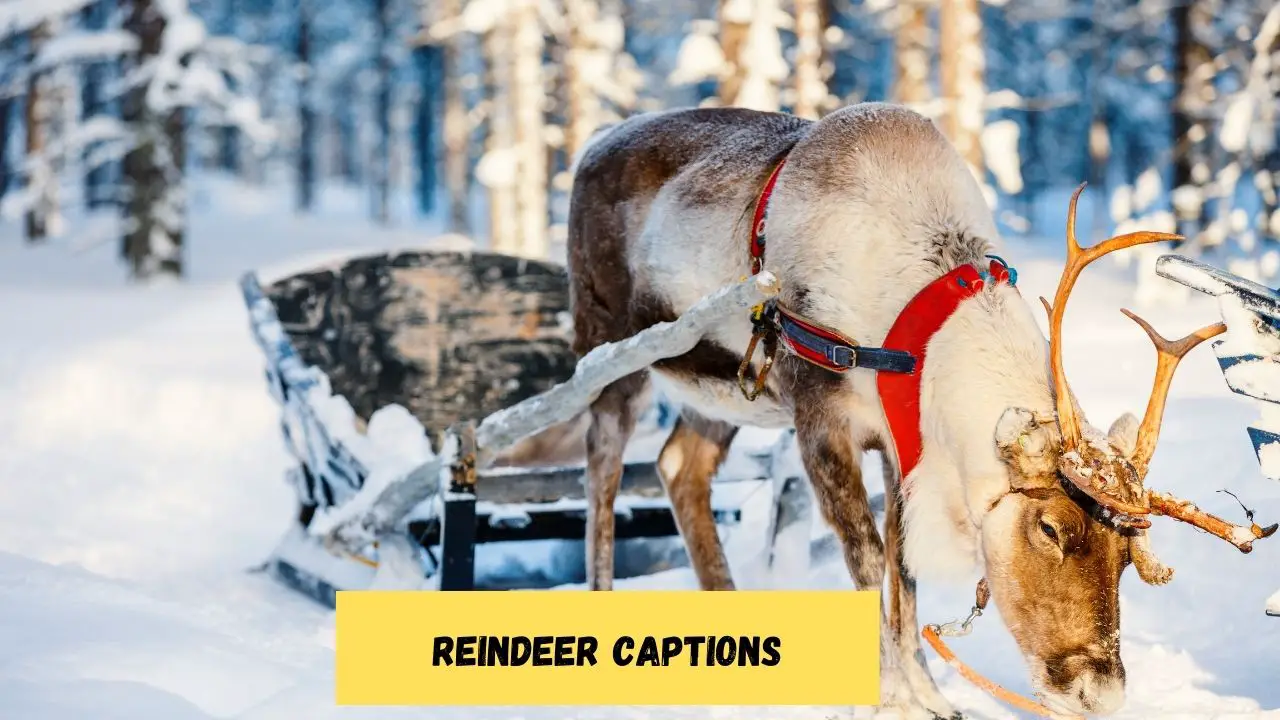 Reindeer Captions