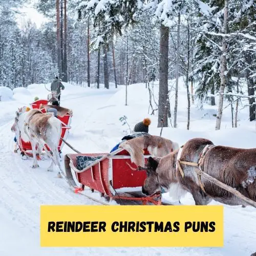 Reindeer Christmas Puns