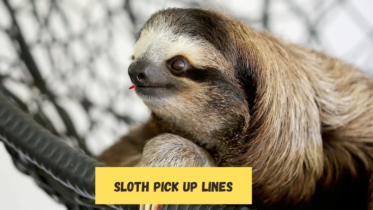 Sloth Pick Up Lines