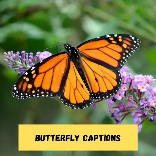Butterfly Captions