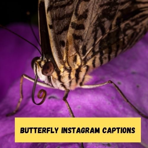 Butterfly Instagram Captions