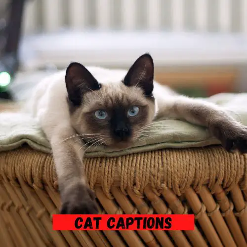 Cat Captions
