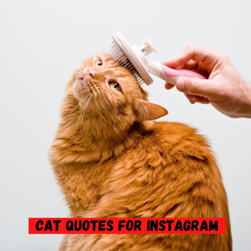 Cat Quotes for Instagram