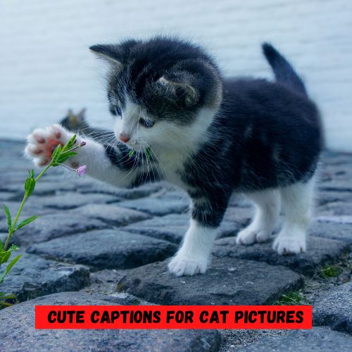 Cute Captions for Cat Pictures
