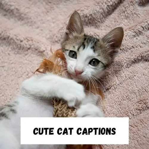 Cute Cat Captions