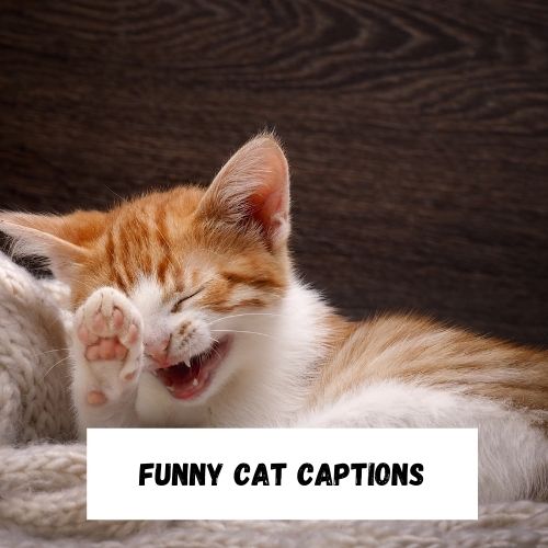 Funny Cat Captions