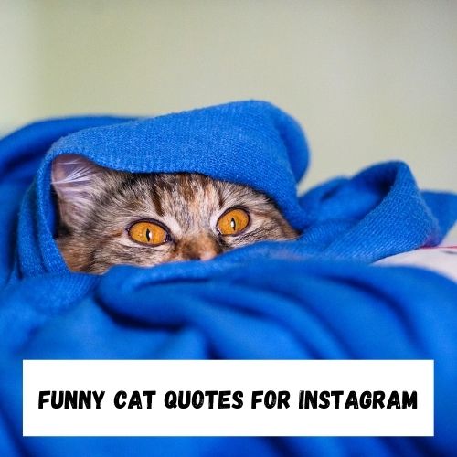 Funny Cat Quotes for Instagram