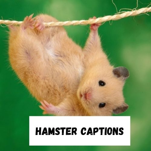 Hamster Captions