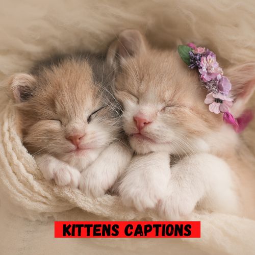 Kittens Captions