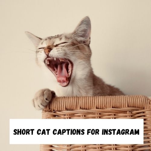Short Cat Captions for Instagram