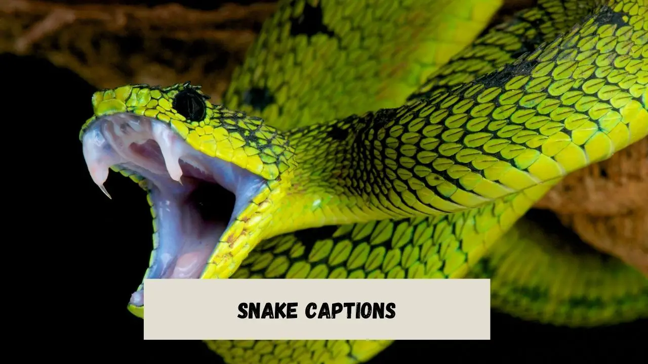Snake Captions