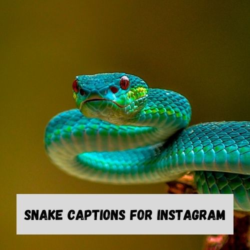 Snake Captions for Instagram