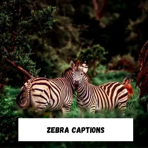 Zebra Captions