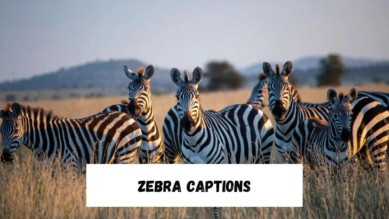 Zebra Captions